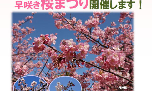 【淡路島】国営明石海峡公園で「早咲き桜まつり」開催！ちょっと早めのお花見が楽しめる