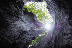 明石公園にパワースポット？！「こもれびの小径」「青天を仰ぐ木」が公開されました