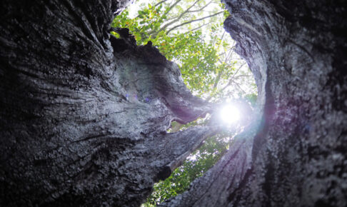 明石公園にパワースポット？！「こもれびの小径」「青天を仰ぐ木」が公開されました
