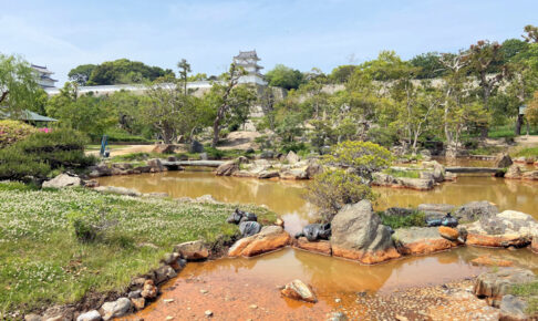 明石公園・武蔵の庭園の乙女池を覆う外来種「オオフサモ」が除去されてスッキリ