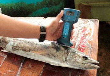 魚用品質状態判別装置による測定風景