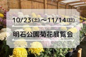 今年も菊の季節がやってきました！「第93回 明石公園菊花展覧会」10/23～11/14（2021年）