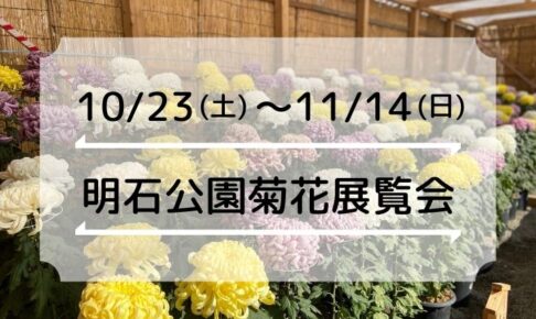 今年も菊の季節がやってきました！「第93回 明石公園菊花展覧会」10/23～11/14（2021年）