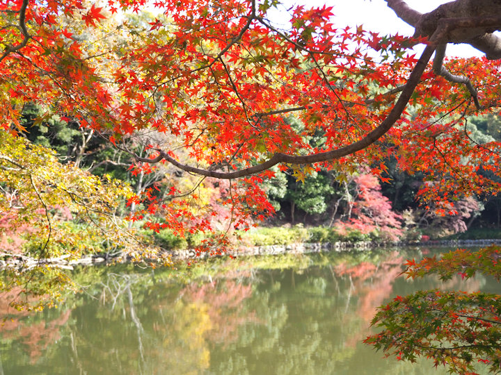 桜堀の紅葉