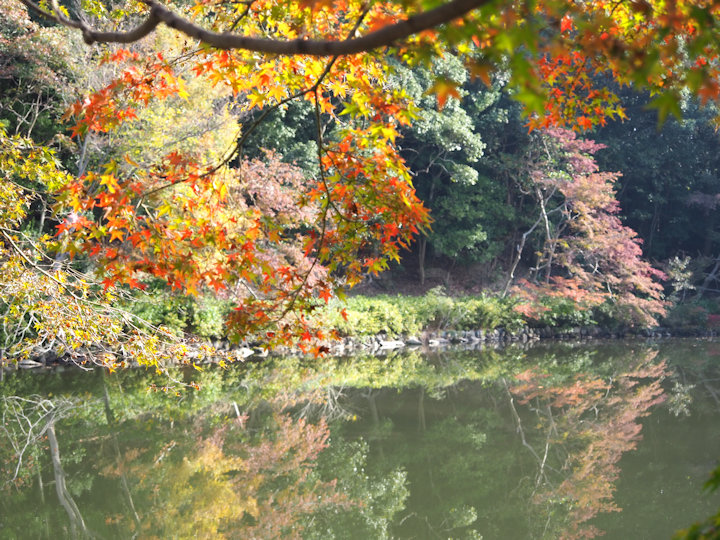 桜堀の紅葉