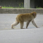 明石市内で猿の目撃情報が続いています！目を合わすのは絶対ダメ