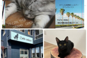 【開店】カフェ＆保護猫シェルター「Cafe calico(カフェキャリコ)」が魚住町にオープン