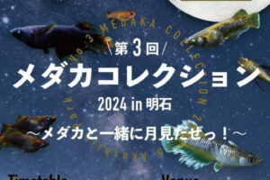 明石公園でめだかのイベント「第3回 メダカコレクション2024」開催 9/15