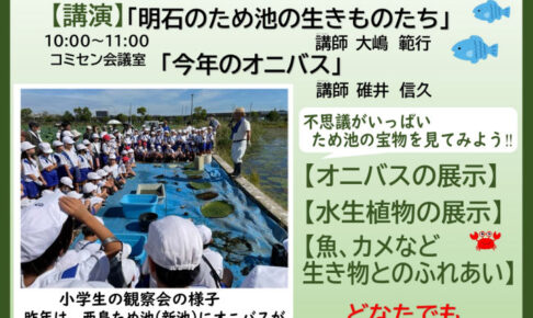 今年は少ないみたい！オニバス観察会が江井島中学校コミセン（西島新池）で8/25開催