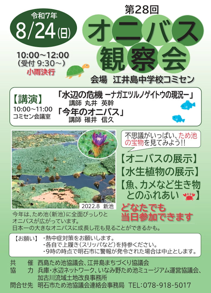 オニバス観察会が江井島中学校コミセン（西島新池）で8/24開催