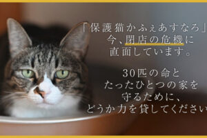西新町にある保護猫カフェ「あすなろ」が閉店の危機に！クラウドファンディングで支援呼びかけ