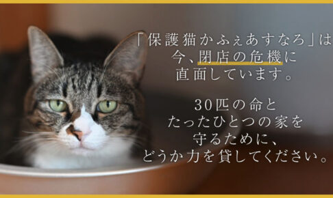 西新町にある保護猫カフェ「あすなろ」が閉店の危機に！クラウドファンディングで支援呼びかけ