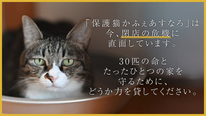 西新町にある保護猫カフェ「あすなろ」が閉店の危機に！クラウドファンディングで支援呼びかけ