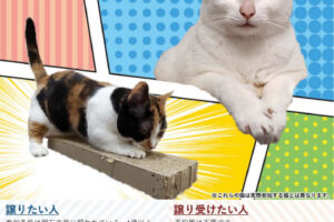 「おとな猫譲渡会」イオン明石SC・5番街で11/2開催！譲り受けたい人は自由参加