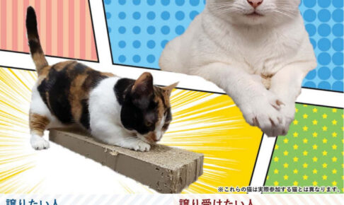 「おとな猫譲渡会」イオン明石SC・5番街で11/2開催！譲り受けたい人は自由参加