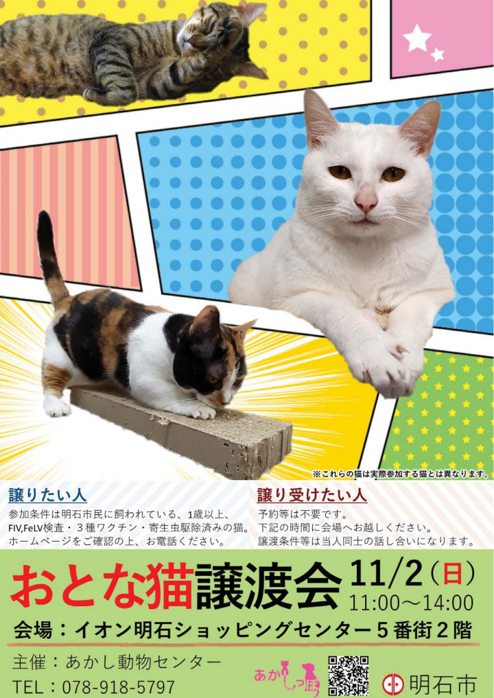 「おとな猫譲渡会」イオン明石SC・5番街で11/2開催！譲り受けたい人は自由参加
