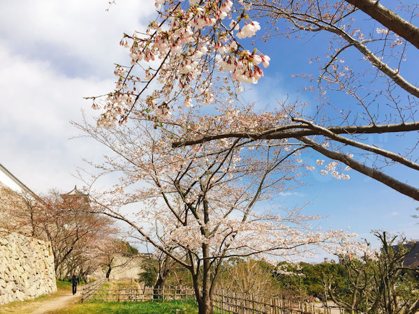坤櫓下の桜