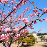 明石公園の梅が開花して見頃を迎えています！もうすぐ春がやってきますね♪