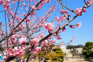 明石公園の梅が開花して見頃を迎えています！もうすぐ春がやってきますね♪