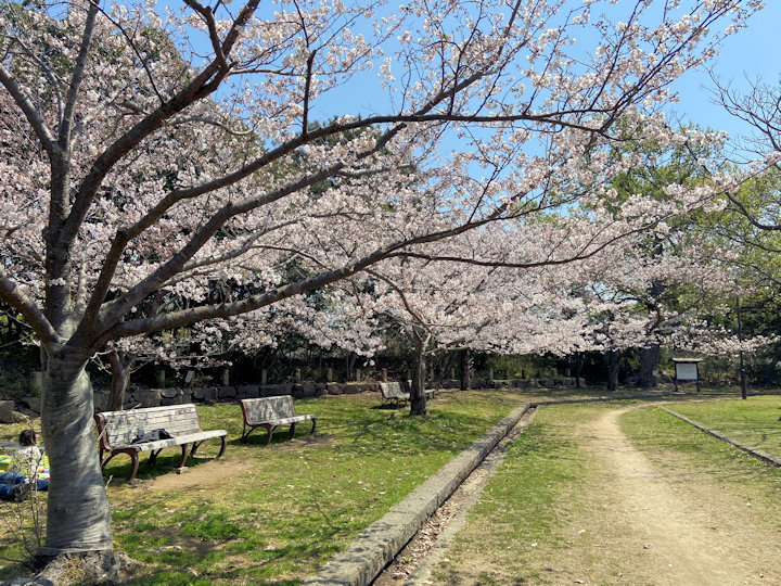 本丸の桜（明石公園）
