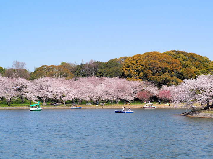 明石公園の桜