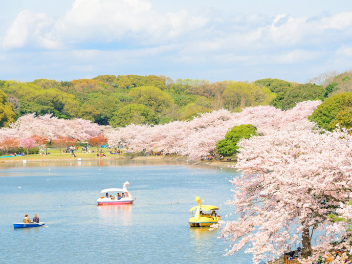 明石公園「剛ノ池」の桜