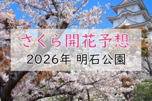 【2026年】明石公園(明石市)の桜開花予想は?満開の時期はいつ頃?