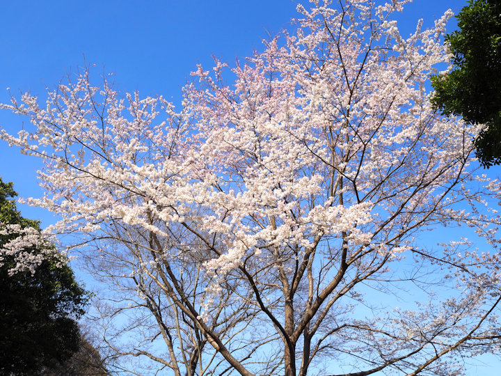 明石公園のエドヒガン