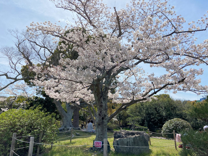 明石公園の標準木