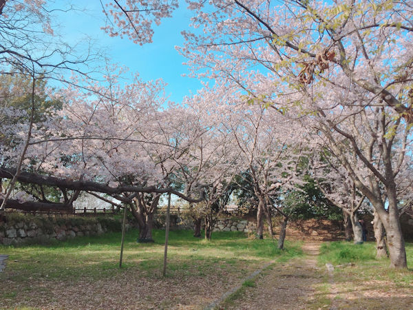 本丸周辺の桜