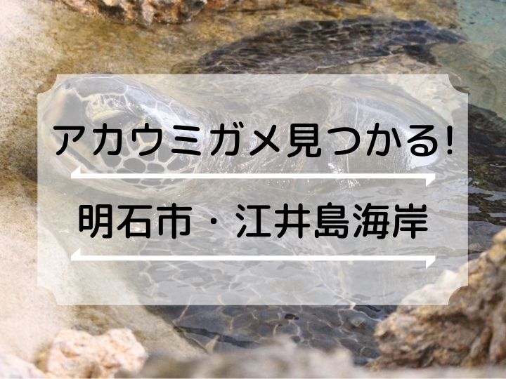 江井島海岸でアカウミガメが見つかる