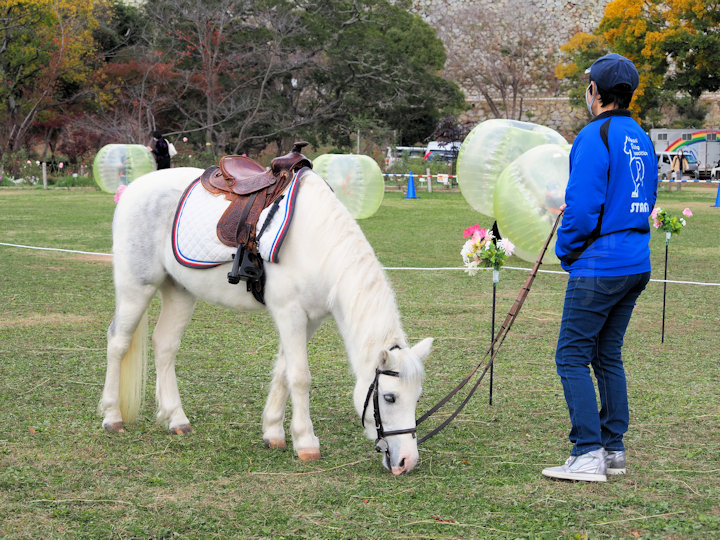 明石公園でポニー乗馬体験