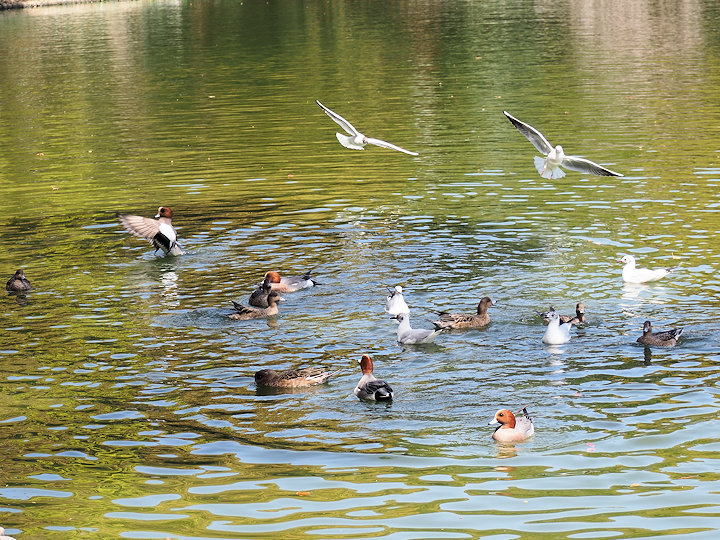 明石公園の水鳥たち