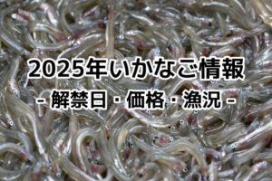 2025年(令和7年)いかなご解禁日は？価格・イカナゴ漁況予報！今年のシンコ漁状況
