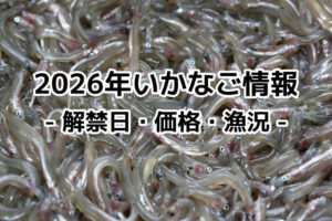2026年(令和8年)いかなご解禁日は？価格・イカナゴ漁況予報！今年のシンコ漁状況