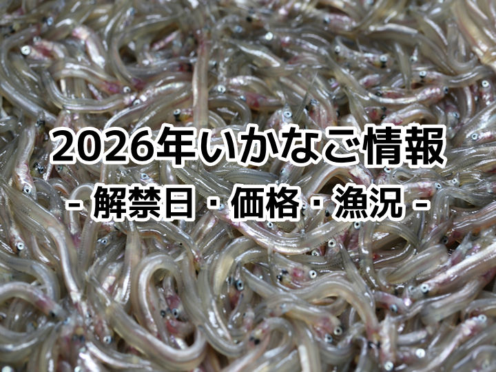 2026年(令和8年)いかなご解禁日は？価格・イカナゴ漁況予報！今年のシンコ漁状況